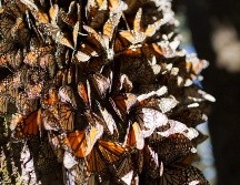 Las mariposas monarca dependen de las plantas de algodoncillo del género Asclepias. EFE/ARCHIVO