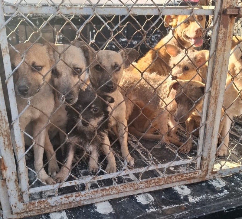&nbsp;CORTESÍA/ Gobierno de Guadalajara