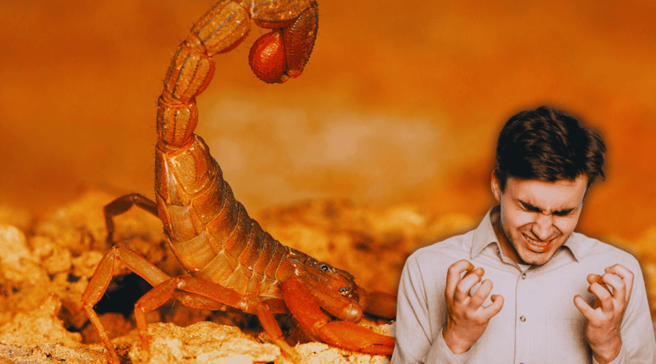 De acuerdo a investigaciones, de las 289 especies que habitan en México, únicamente 14 son tóxicas y su peligrosidad no depende ni de su tamaño ni de su color. ESPECIAL / CANVA