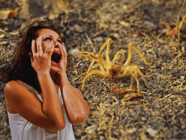 Por su aspecto, la gente confunde a las "madres de alacrán" con arañas, pero no son peligrosas, aunque sí pueden ocasionar algún daño. Lo mejor es no molestarlas. ESPECIAL / CANVA