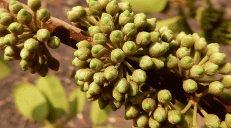 Muchas organizaciones tratan de preservar esta especie. ESPECIAL