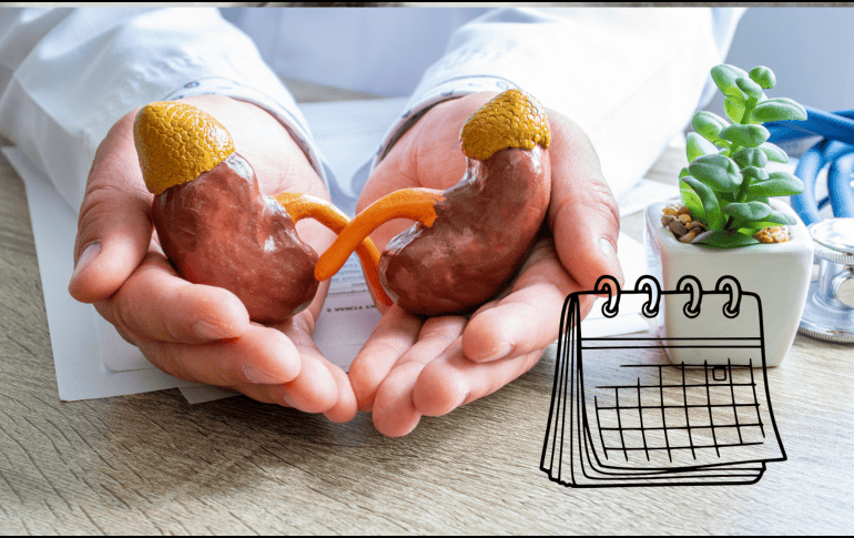 El Día Mundial del Riñón recuerda la importancia de prestar atención a la salud de estos órganos, que muchas veces pasan desapercibidos hasta que surge una complicación. CANVA