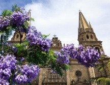 Cuenta la historia que el árbol fue traído a México por un hombre de origen japonés desde Brasil, y que durante el mandato del presidente Álvaro Obregón se ordenó sembrar estas plantas en las principales calles de México. ESPECIAL / EL INFORMADOR y CANVA