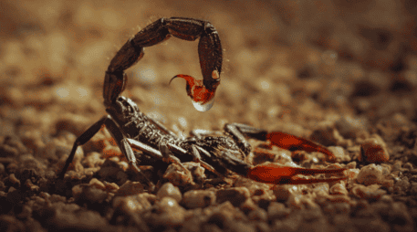 En México existen ocho especies de alacrán que son peligrosas y se localizan principalmente en la vertiente del Océano Pacífico. ESPECIAL / CANVA