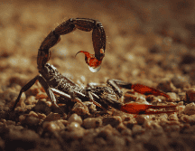 En México existen ocho especies de alacrán que son peligrosas y se localizan principalmente en la vertiente del Océano Pacífico. ESPECIAL / CANVA