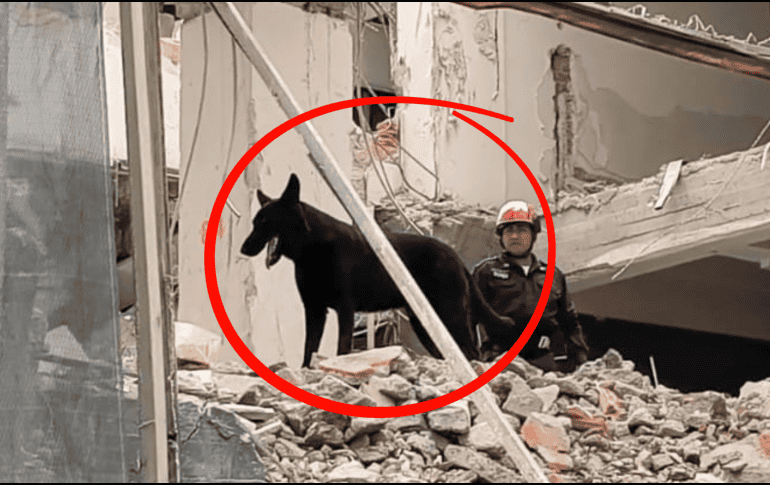 La primera presentación pública de Togo se llevó a cabo durante un simulacro de derrumbe en la estación de bomberos de Iztacalco. X/@JefeVulcanoCova