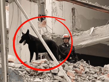 La primera presentación pública de Togo se llevó a cabo durante un simulacro de derrumbe en la estación de bomberos de Iztacalco. X/@JefeVulcanoCova