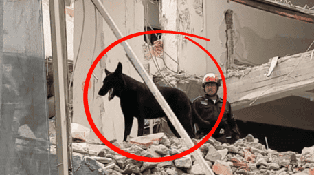 La primera presentación pública de Togo se llevó a cabo durante un simulacro de derrumbe en la estación de bomberos de Iztacalco. X/@JefeVulcanoCova