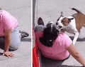 En las imágenes se observa cómo el pitbull muerde la prenda de la mujer. ESPECIAL / X / @mavica81