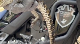 Localizan una cría de cocodrilo en GDL