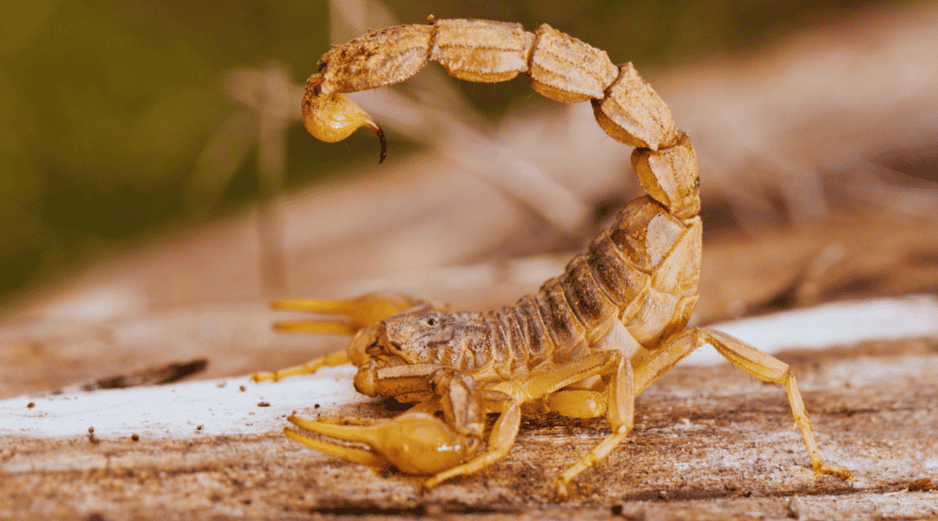 Son ocho las especies de alacranes peligrosas en México y afectan principalmente a Jalisco, Morelos, Guerrero, Nayarit, Guanajuato, Michoacán, Puebla, Durango, Oaxaca y el Estado de México. ESPECIAL / CANVA