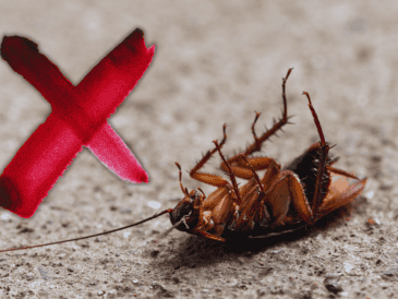 Este cítrico no solo es apreciado en la gastronomía por su versatilidad y sabor, sino que su aroma intenso y su contenido de ácido cítrico resultan desagradables para las cucarachas. ESPECIAL / CANVA