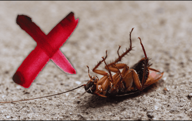 Este cítrico no solo es apreciado en la gastronomía por su versatilidad y sabor, sino que su aroma intenso y su contenido de ácido cítrico resultan desagradables para las cucarachas. ESPECIAL / CANVA