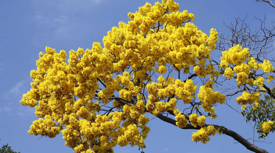 La elección de la flor amarilla no es aleatoria y cada especie aporta un matiz distinto al mensaje. EL INFORMADOR/ARCHIVO