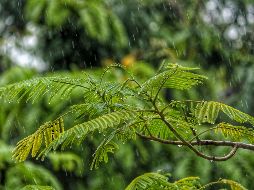 el especial olor a tierra mojada, que nos trae un sentimiento de tranquilidad y satisfacción que permanece en nuestra memoria. UNSPLASH / J. SHAH