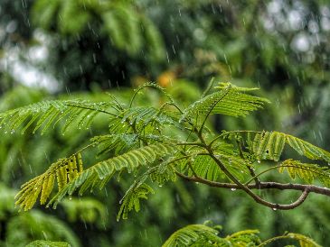 el especial olor a tierra mojada, que nos trae un sentimiento de tranquilidad y satisfacción que permanece en nuestra memoria. UNSPLASH / J. SHAH