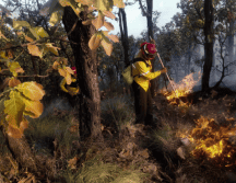 Autoridades estatales han implementado algunas acciones para prevenir la mayor cantidad de incendios forestales posibles. ESPECIAL