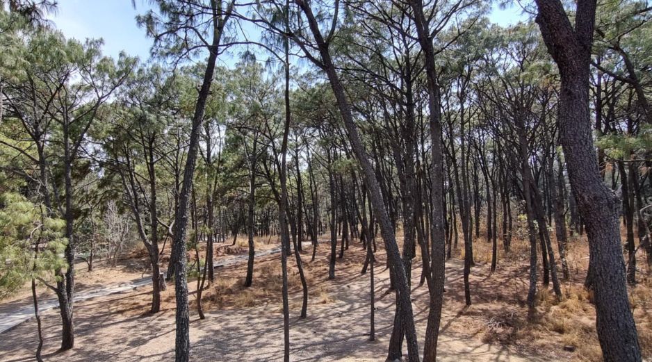 No pierdas la oportunidad de pasar un fin de semana o una tarde de picnic en uno de los hermosos parques que hay en Guadalajara. EL INFORMADOR / ARCHIVO