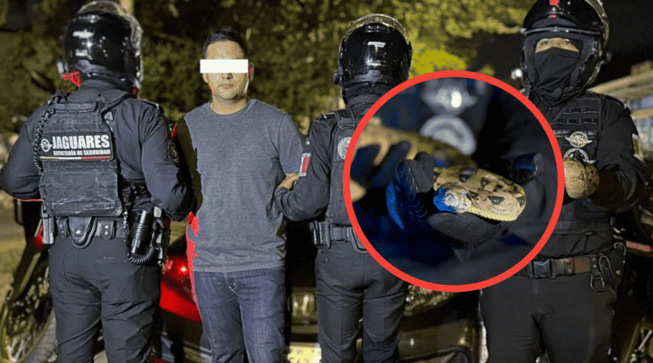 Fue mientras patrullaban cuando los uniformados estatales observaron en el tablero de un vehículo lo que aparentaba ser un reptilESPECIAL / SECRETARÍA DE SEGURIDAD