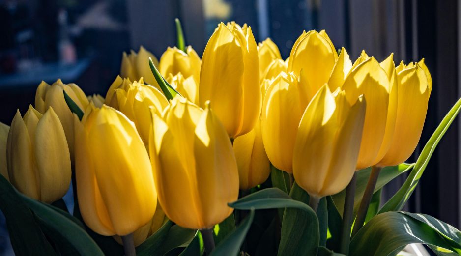 La costumbre surgió a partir de la canción Flores Amarillas, interpretada en la telenovela argentina “Floricienta”. Unsplash