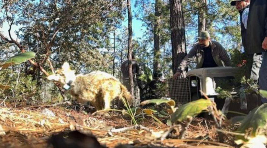 Semarnat llevará a cabo trabajos con las comunidades rurales para promover la coexistencia de los lobos mexicanos con las personas y sus actividades. ESPECIAL / Semarnat