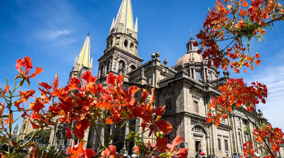 En Guadalajara es común encontrar al menos un ejemplar por calle, por lo que se vuelve un elemento visual de la temporada. ESPECIAL / EL INFORMADOR y CANVA