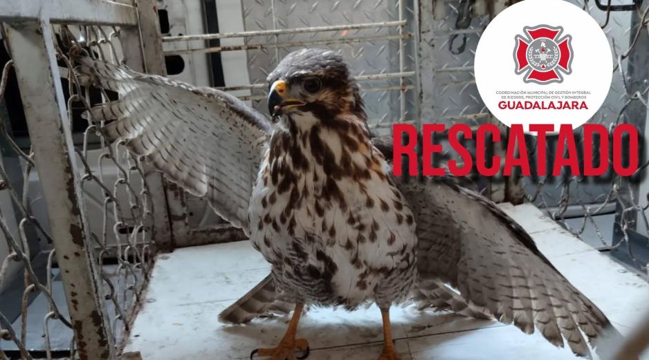 El ave será evaluada para su posterior reincorporación a un hábitat natural. ESPECIAL / FACEBOOK Protección Civil y Bomberos Zapopan