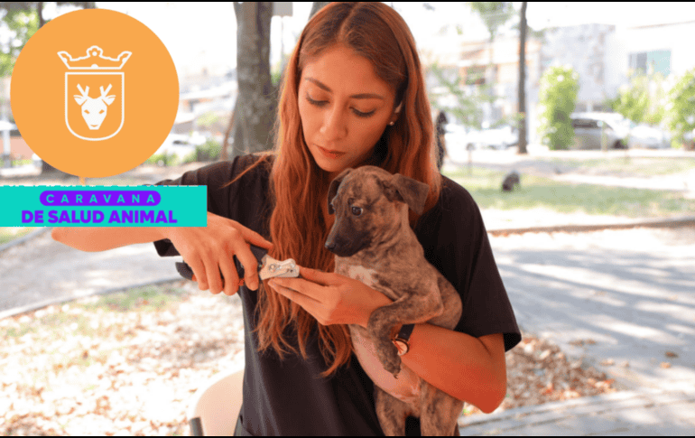 Vacunar a una mascota no solo mejora su calidad de vida, sino que también te permite disfrutar de su compañía por mucho más tiempo. ESPECIAL/ Gobierno de Zapopan