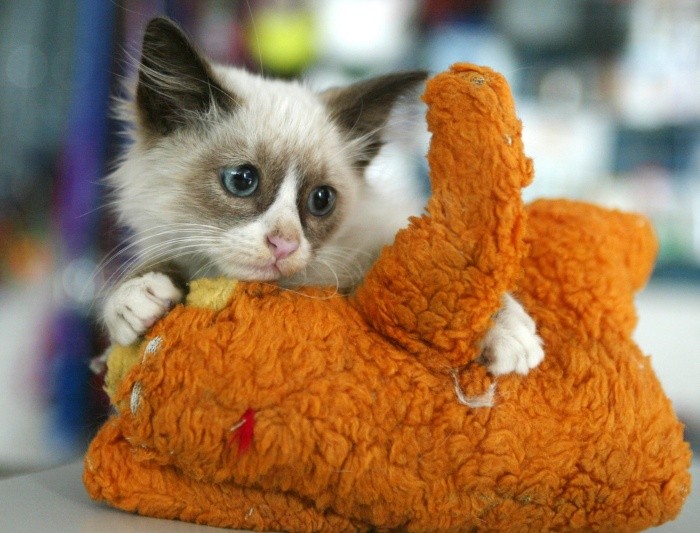 EL INFORMADOR / ARCHIVO