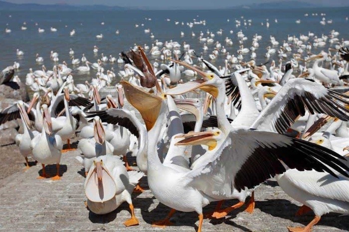 Pelicanos en chapala