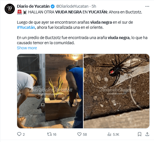 Medios locales de Yucatán se encuentran actualizando la aparición de las arañas 