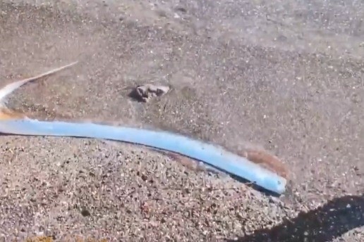 El pez remo se distingue de otras especies por su cuerpo delgado y su rostro achatado. CORTESÍA&nbsp;