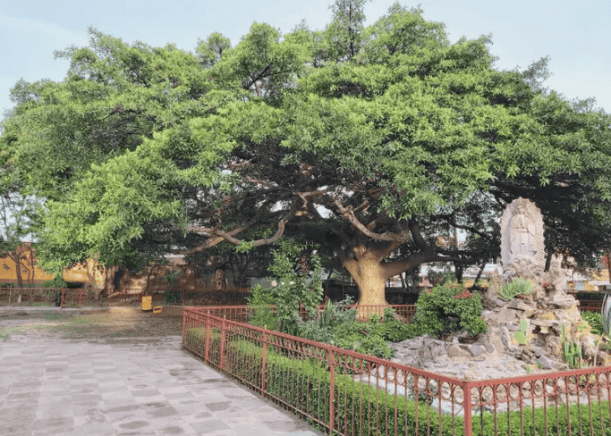 La higuera negra de Huentitán El Bajo es considerado el árbol más antiguo de Guadalajara. ESPECIAL/ Gobierno de Jalisco &nbsp;