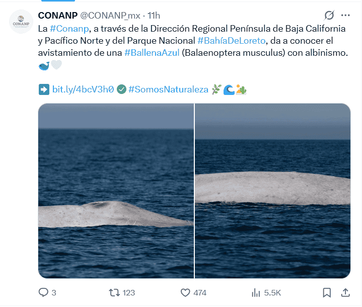 &nbsp;Ballena azul con albinismo. X / @CONANP_mx